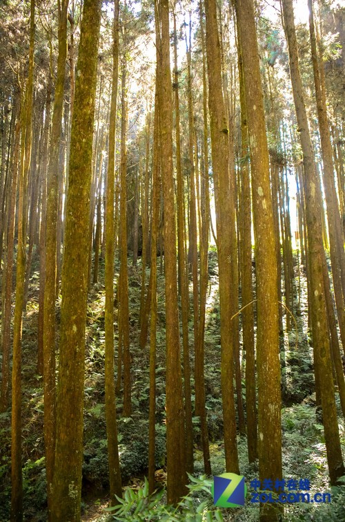 大C游世界 台灣阿裡山最著名的神木林