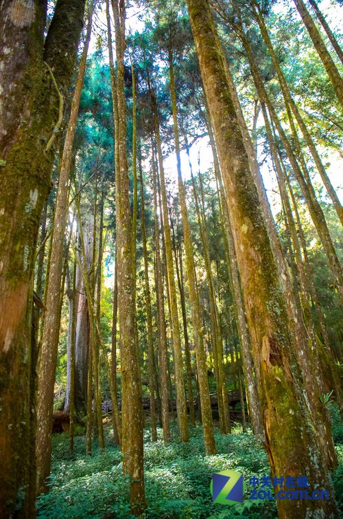 大C游世界 台灣阿裡山最著名的神木林