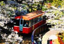 嘉義阿裡山線2日游：阿裡山、奮起湖、石棹