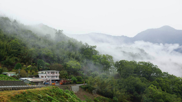 阿裡山自助游圖片