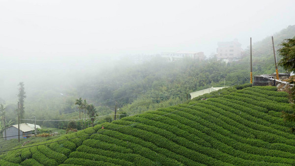 阿裡山景點圖片