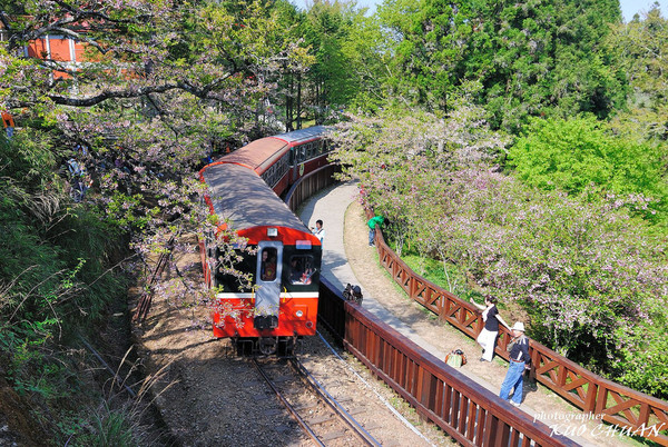 阿裡山櫻花叢中的高山火車