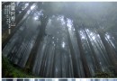【8字環台15日】阿裡山，踏霧而來