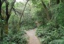 桃園福人登山步道 感受錯綜復雜的原始森林（下）