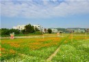 2016桃園花彩節蘆竹場 11/19-11/27（下）
