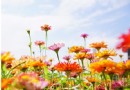 2016桃園花彩節蘆竹場 11/19-11/27（上）