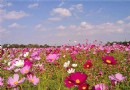 【賞花之旅】桃園花彩節，缤紛花海超吸睛！