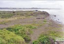 最美的候鳥地景 許厝港濕地 設生態公園