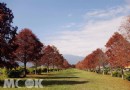四季的落羽松 水天同色的風景 宜蘭最美自行車道