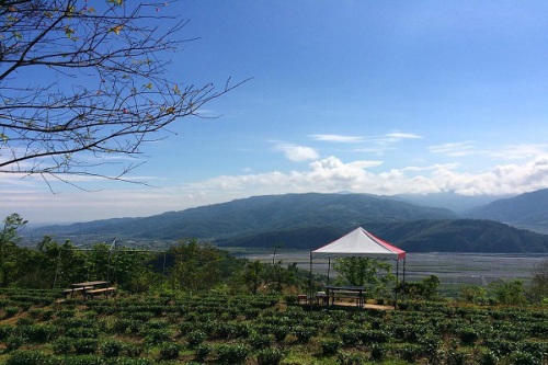 玉蘭茶園位在玉蘭休閒農業區的最高點，可俯瞰茶園與蘭陽平原 (圖片提供／IG：patrickhsieh)