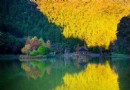 金黃松林照映碧綠湖光 群山環抱宜蘭明池