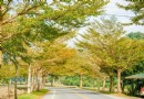 花蓮金黃綠色大道 低碳旅游最美秘境