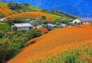 六十石山赤柯山花季燦爛　搭上理想一日游賞花海專車盡興玩花蓮