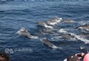 花蓮外海罕見出現鯨群 游客直呼幸運