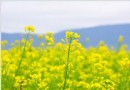 花東賞花情報 黃金花海綿延東台灣