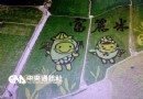 台灣花蓮富裡鄉出現水稻彩繪 卡通圖案超吸睛