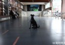 意猶未盡游花蓮
