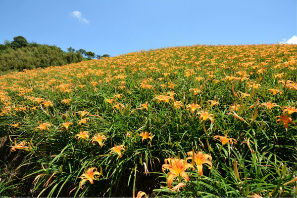 花蓮自助游圖片