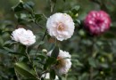 【賞花之旅】新竹市茶花季，缤紛多采的茶花舞曲！