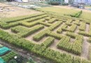 稻田迷宮奇特美景 竹東嘉年華必游景點