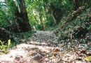 竹縣芎林鹿寮坑賞桐秘境 雪白如北國