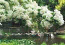 228公園流蘇花開 滿樹白雪