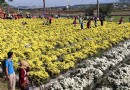 銅鑼杭菊芋頭節浪漫登場 九湖台地美景如畫