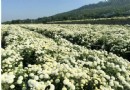 【賞花之旅】杭菊芋頭節，到苗栗銅鑼賞菊品芋