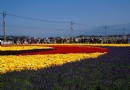 苗栗二次雪 小朵杭菊花海大正點