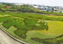 有恐龍快跑！苗栗“侏羅紀公園”稻田彩繪登場啦