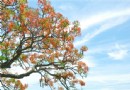 造橋鳳凰木火紅盛開 攝影迷卡位追火車