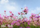春節瘋賞花 苗栗30公頃花海盛開情報