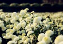 秋天的棉花糖花海 苗栗杭菊超可愛