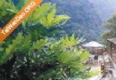 泰安溫泉優美湯之旅