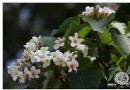 到苗栗三義拍油桐花吃客家菜