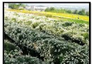 銅鑼鄉秋菊香滿山