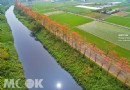 彰化木棉花道火紅綻放 空拍壯闊東螺溪畔