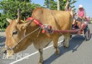 搭上牛車出海耕蚵田，在彰化體驗特別的討海生活（上）