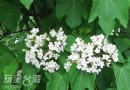 戀戀油桐花---來去彰化賞五月雪吧!福田社區篇