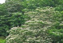 邀您來彰化八卦山賞桐花 五大觀光軸線游程任你玩
