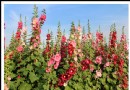 彰化蜀葵花海，員林鎮賞花新亮點