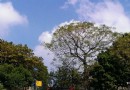 【在地旅行】百果山公園兒童樂園，全台最長的傳統溜滑梯！