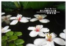 彰化賞桐花----挑水古道 一桐賞花趣!