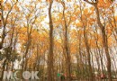 南投忘憂版黃花風鈴木 街角巷弄驚人秘境
