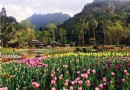 南投郁金香花海仙境 214公頃最大私人花園