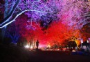 台灣第一的南投夜櫻景點，缤紛絢麗，令人留連忘返！