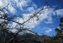 【南投】省道21號公路秘境：歲末初春賞梅看花吃美食