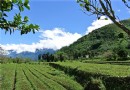 南投草坪頭玉山觀光茶園，不賞櫻，不找茶，深秋舒心賞