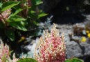 秋季合歡山正美! 虎杖嫣紅布滿山頭