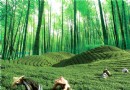 哪邊涼快哪邊去 南投消暑秘笈全攻略